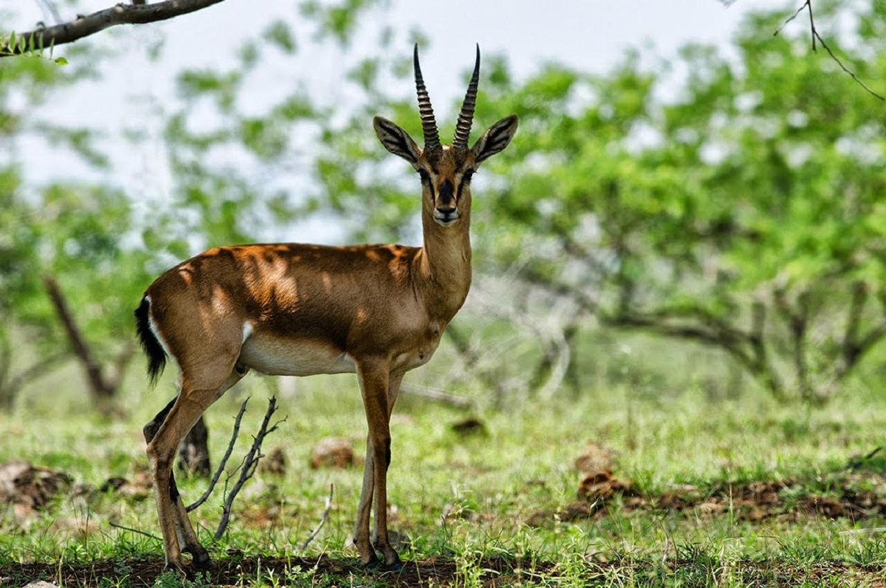 Bhagwan Mahaveer Wildlife Sanctuary