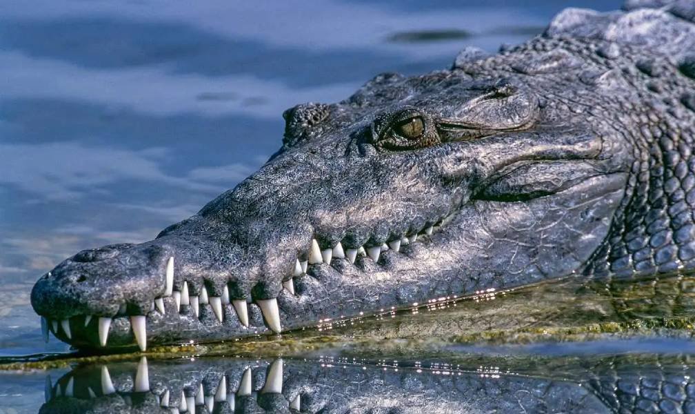 Birdwatching and Crocodile Tour Goa Birdwatching and Crocodile Tour Goa