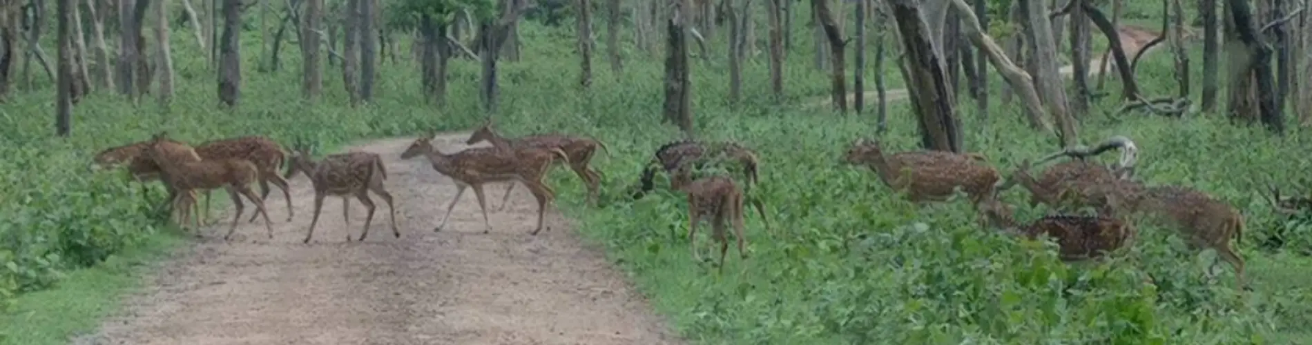 Bhagwan Mahaveer Wildlife Sanctuary | Travel People India