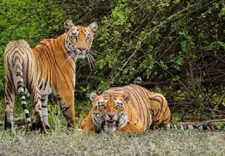 Jungle Safari in Goa