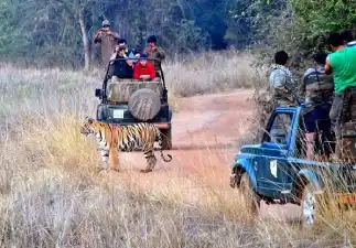 Jungle Safari In Goa In Open Jeep