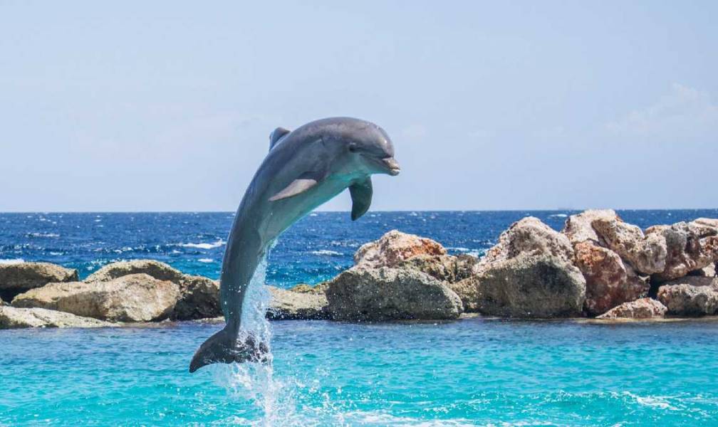 Dolphin Watching Day Tour Goa | Travel People India