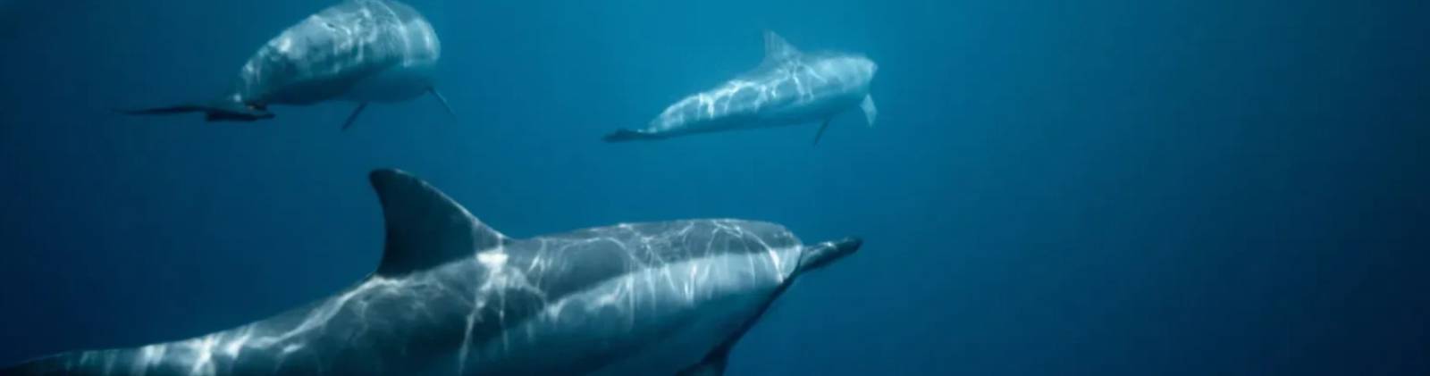 Dolphin Watching Day Tour Goa | Travel People India